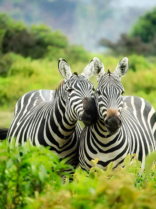 Two zebra side by side in the wild