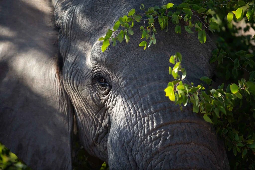 A close up of an elephant