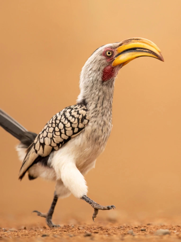Hornbill at the Venetia Limpopo Nature Reserve
