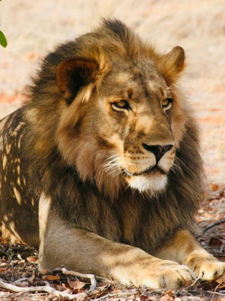 A lion at the Venetia Limpopo Nature Reserve De-Beers
