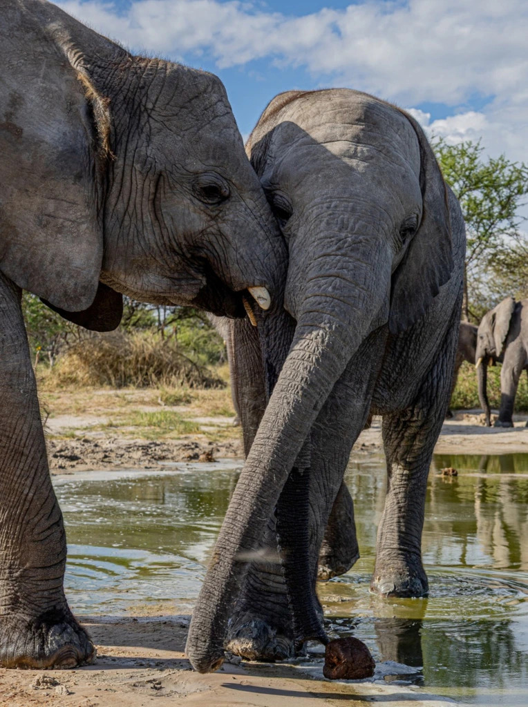 Elephants at the Venetia Limpopo Nature Reserve