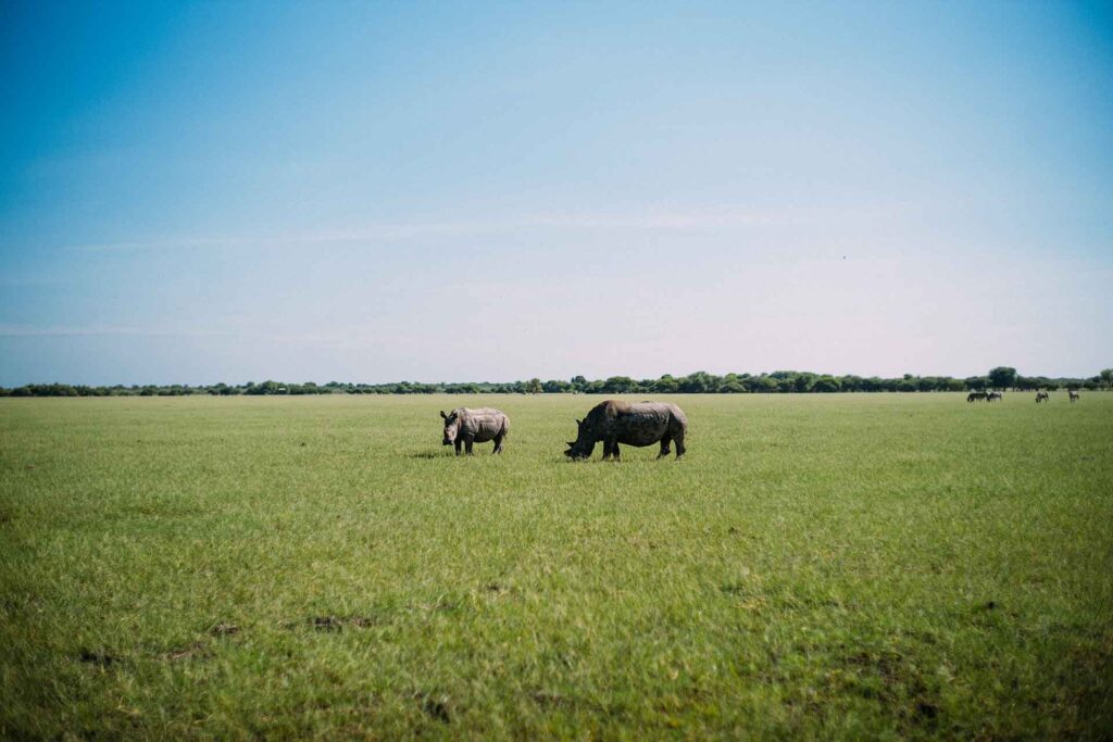 Two rhinos on a open grass field
