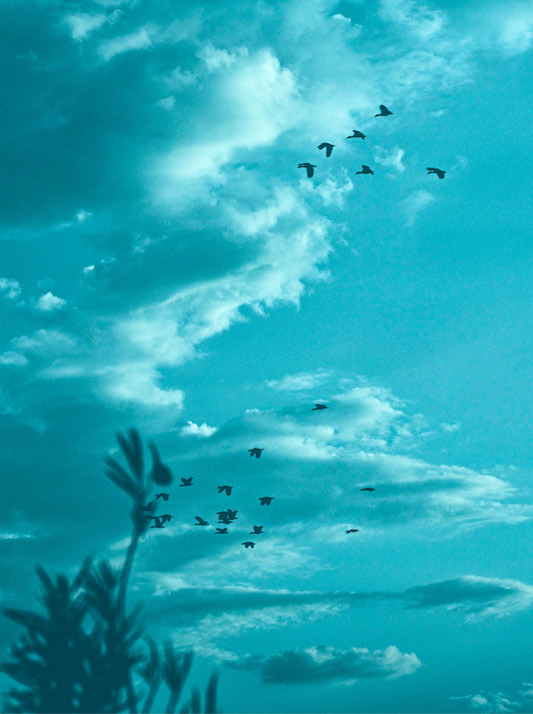 Bird flying through a blue-washed sky