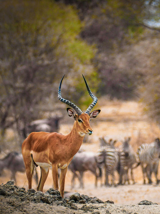 Gazelle in the wild