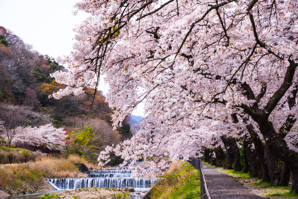 日本京都/箱根 (Kyoto / Hakone)